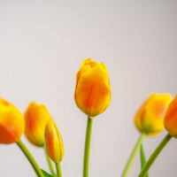 Tulp geel rood_5