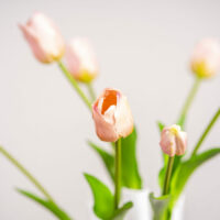 Tulp licht roze 1_1