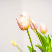 Tulp licht roze 1_2