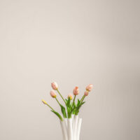 Tulpen licht-roze 1 cover v2